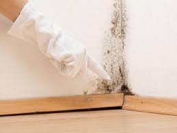 Best Water Damage & Mold Remediation  in Parkland, FL